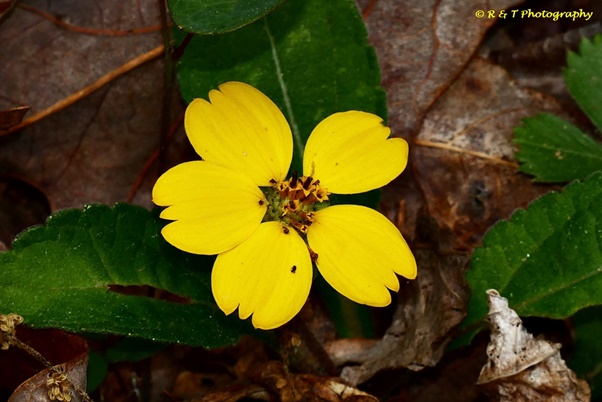 {Chrysogonum virginianums}